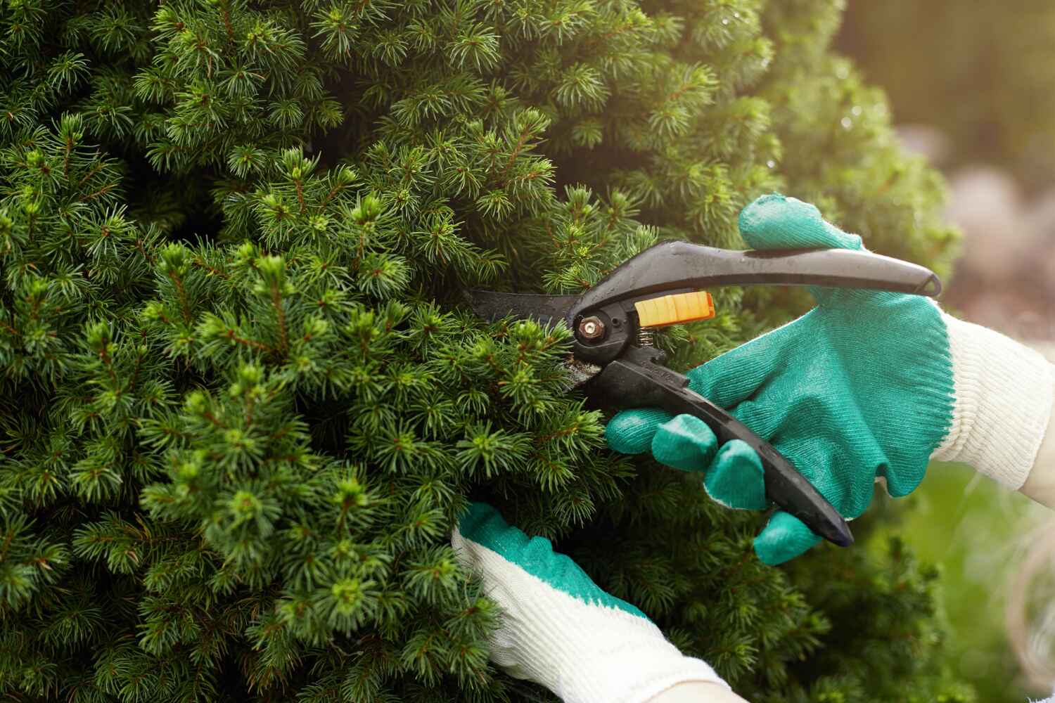 Best Tree Branch Trimming  in Miami Lakes, FL